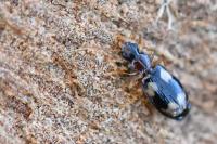 Calodromius bifasciatus