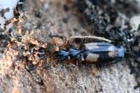 Calodromius spilotus