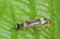 Malthinus seriepunctatus