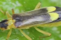 Malthinus seriepunctatus