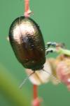 Chrysolina hyperici