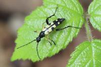 Rutpela maculata