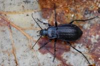 Carabus arvensis