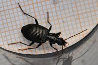 Platynus assimilis