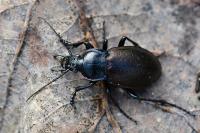 Carabus nemoralis