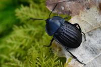 Silpha carinata