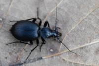 Cychrus caraboides