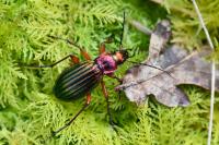 Carabus auronitens