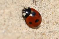 Coccinella septempunctata