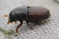 Scolytus