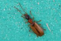 Demetrias atricapillus