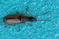 Demetrias atricapillus