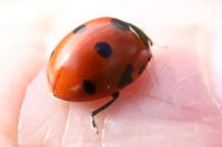 Coccinella septempunctata