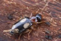 Dromius quadrimaculatus