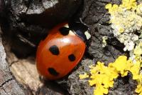 Coccinella septempunctata