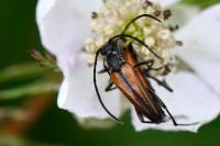 Stenurella melanura