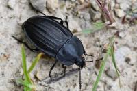 Silpha carinata