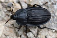 Silpha carinata