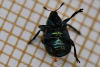 Byctiscus populi