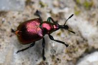 Byctiscus populi