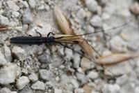 Calamobius filum