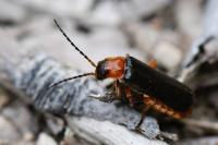 Cantharis flavilabris