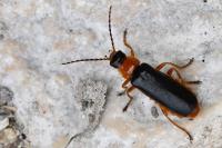 Cantharis flavilabris