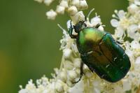 Cetonia aurata