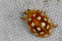 Halyzia sedecimguttata
