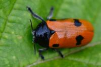 Clytra laeviuscula
