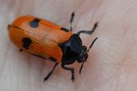 Clytra laeviuscula
