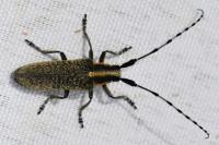 Agapanthia villosoviridescens
