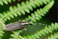 Agapanthia villosoviridescens