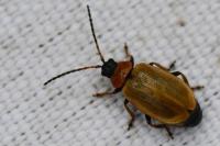 Lochmaea capreae