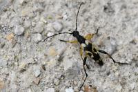 Rutpela maculata