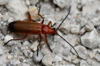 Rhagonycha fulva