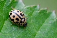 Tytthaspis sedecimpunctata