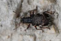 Polydrusus sparsus