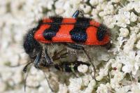 Trichodes alvearius