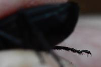 Abax parallelepipedus