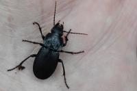 Abax parallelepipedus