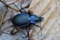Carabus problematicus