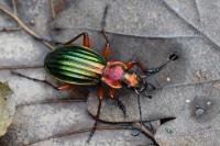 Carabus auronitens