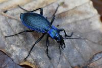 Carabus intricatus