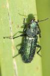 Psilothrix viridicoerulea