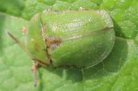 Cassida rubiginosa