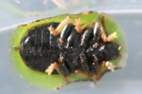 Cassida rubiginosa