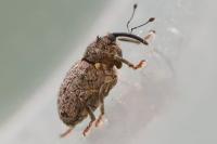 Ceutorhynchus pallidactylus