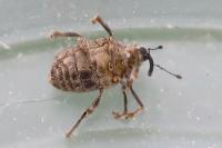 Ceutorhynchus pallidactylus