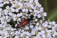 Stenurella bifasciata